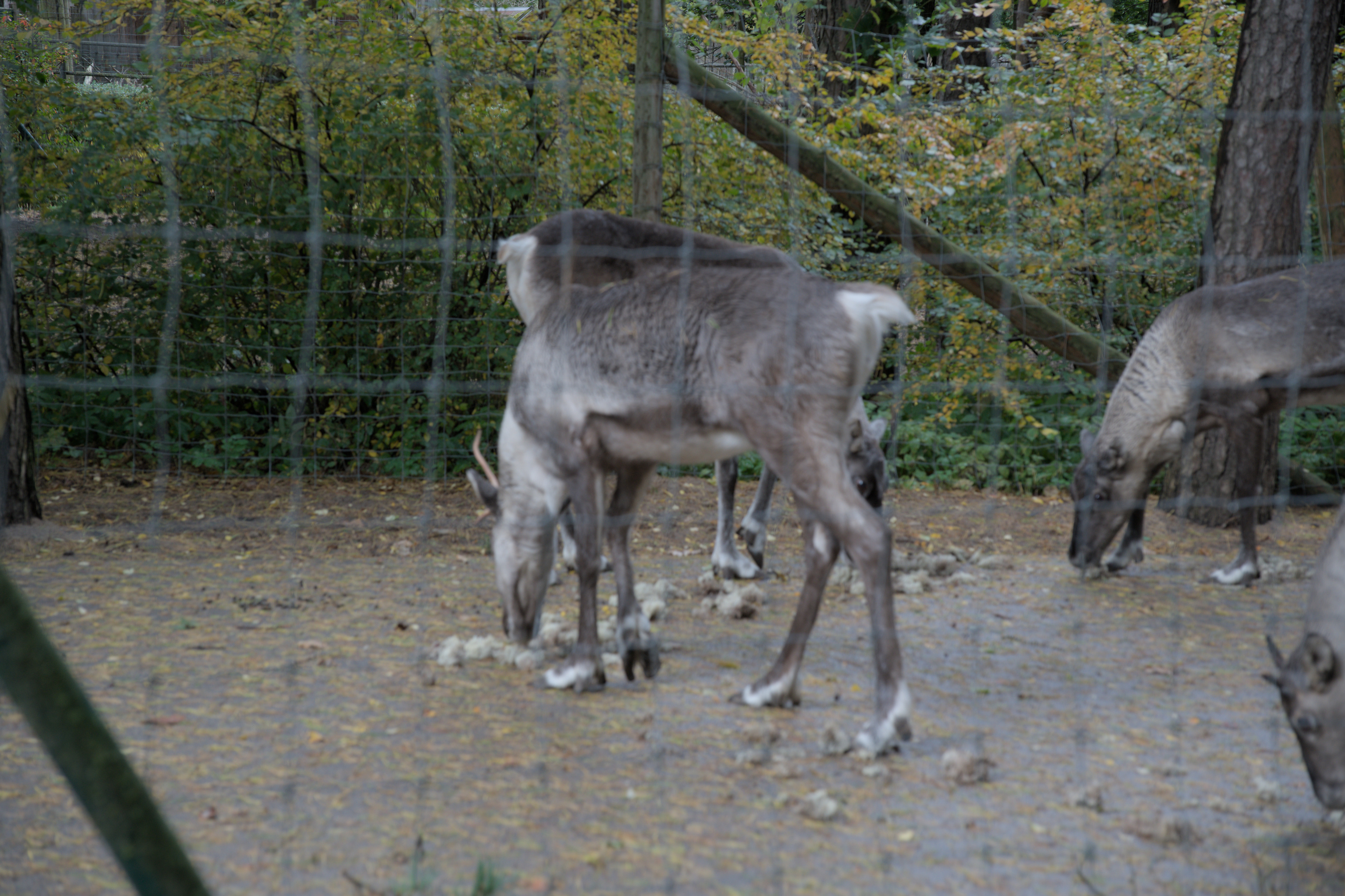 2025/10/12 - zoo/DSC_0065.jpg